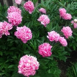 Meet your Posher, Dawn